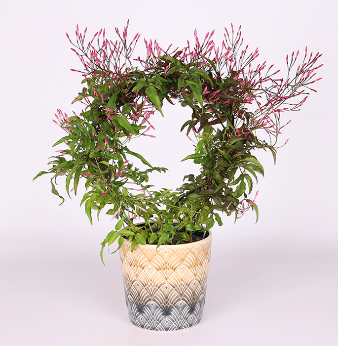 Жасмин в горщику