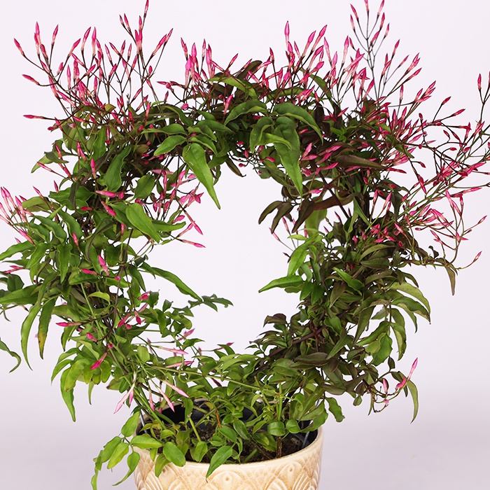 Жасмин в горщику