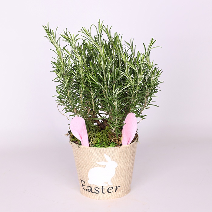 Ароматные травы в кашпо