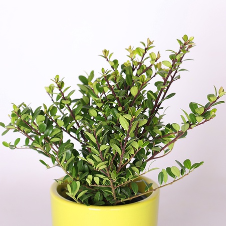 Ілекс crenate Dark Green в горщику