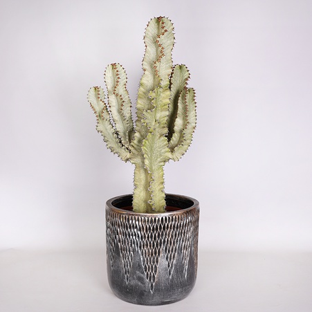 Еуфорбія в горщику, L