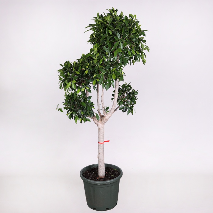 Фикус microcarpa Nitida в горшке