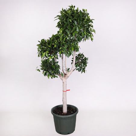 Фікус microcarpa Nitida в горщику