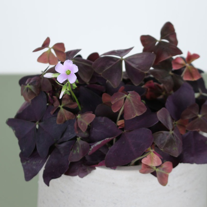 Оксалис у горщику