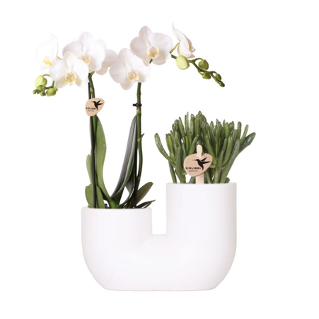 Сет рослин "Вишукане поєднання"