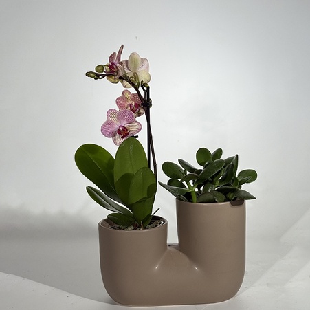 Сет рослин "Вишукане поєднання"