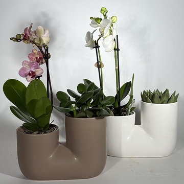 Сет растений "Изысканное сочетание"