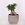 Фікус microcarpa Ginseng в горщику