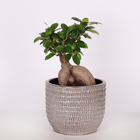 Фікус microcarpa Ginseng в горщику