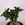 Фікус microcarpa Ginseng в горщику
