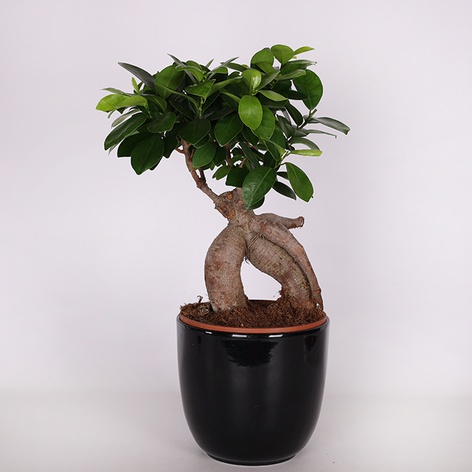 Фікус microcarpa Ginseng в горщику, М