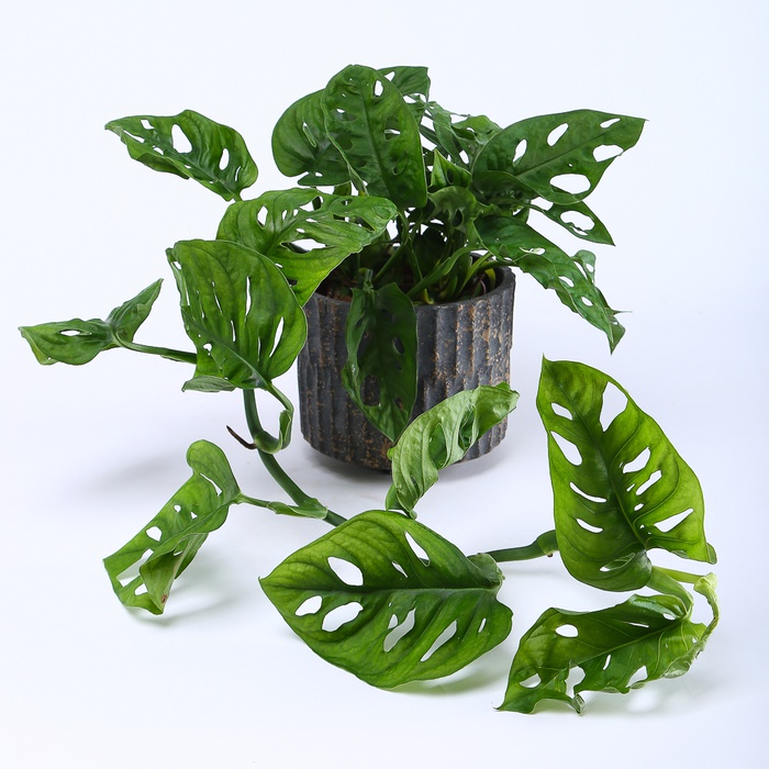 Монстера Monkey Mask в горшке