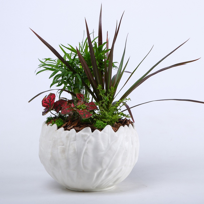 Висадка рослин в кашпо "Природна гармонія"