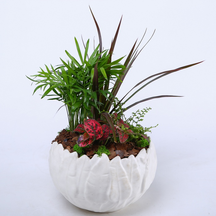 Висадка рослин в кашпо "Природна гармонія"