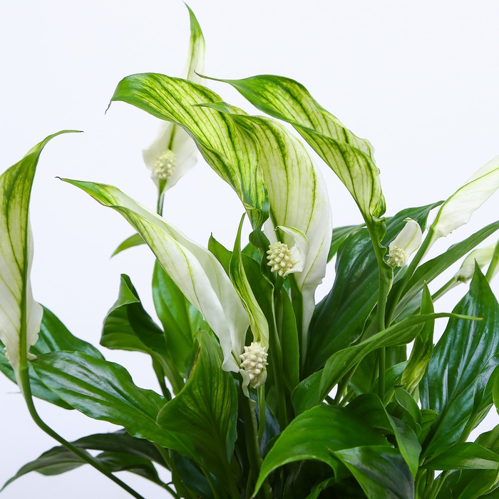 Высадка растений в кашпо "Природная гармония", М