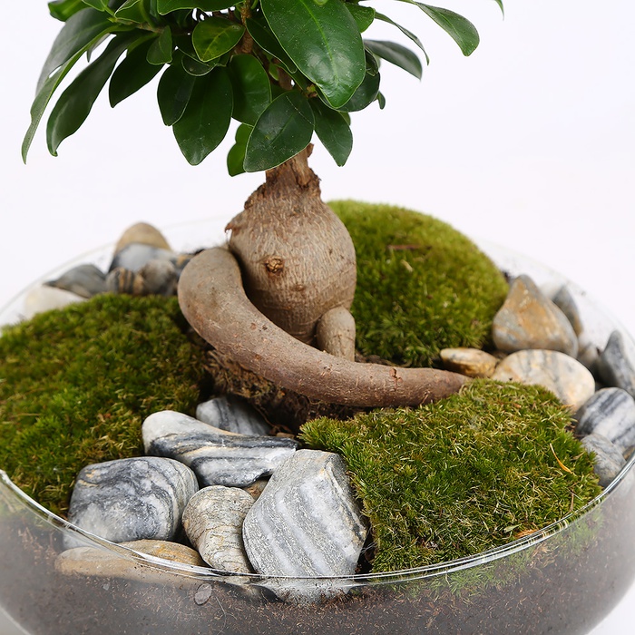 Композиция Фикус Ginseng