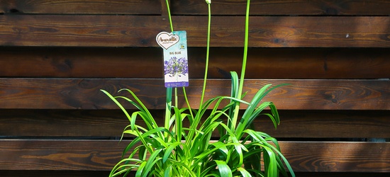 Акция на уличные растения