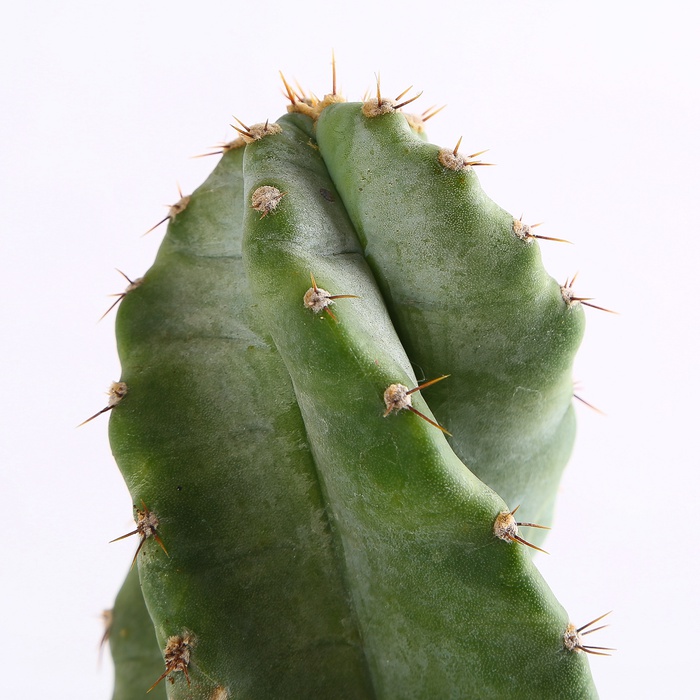 Кактус Цереус в горшке