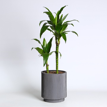 Драцена Steudneri в горшке