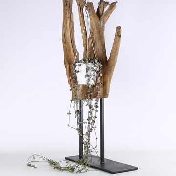 Церопегия Silver Glory в горшке