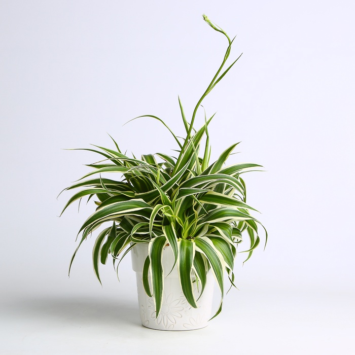 Хлорофитум в горшке, M