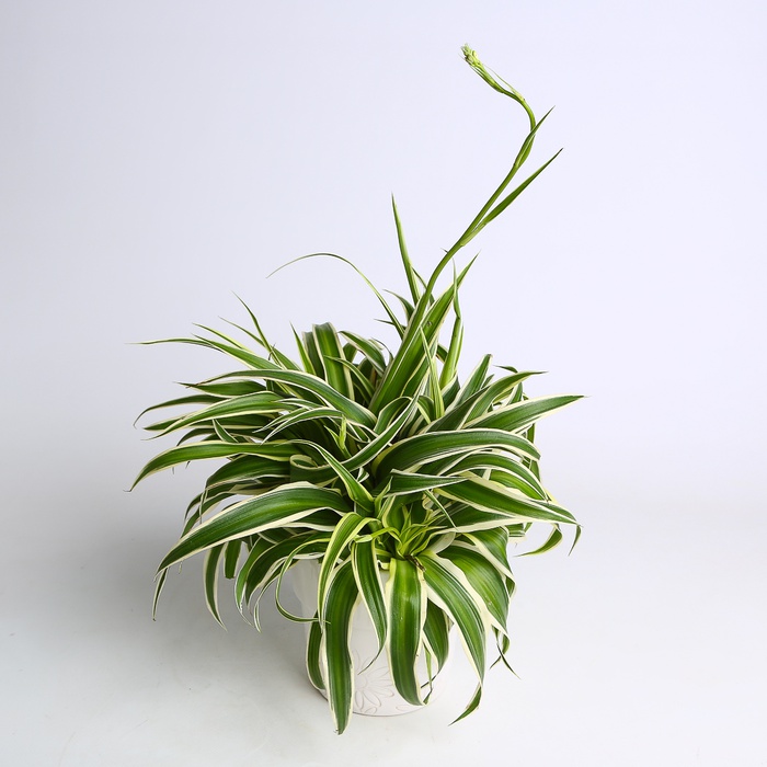 Хлорофитум в горшке, M