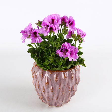 Пеларгония в горшке