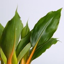 Хлорофітум Green Orange у горщику