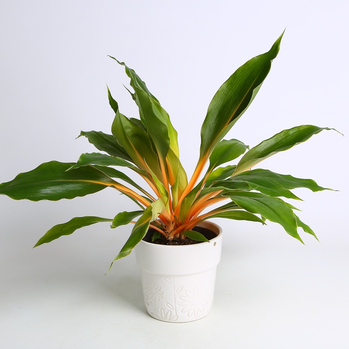 Хлорофітум Green Orange у горщику