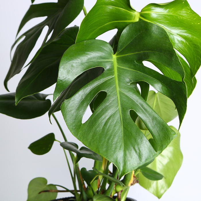 Монстера у горщику, M