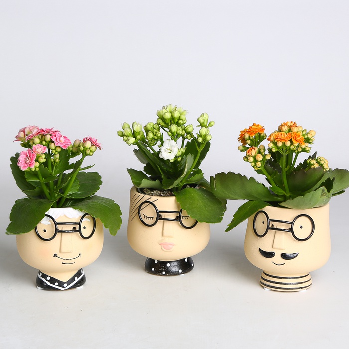 Каланхое у горщику, XS