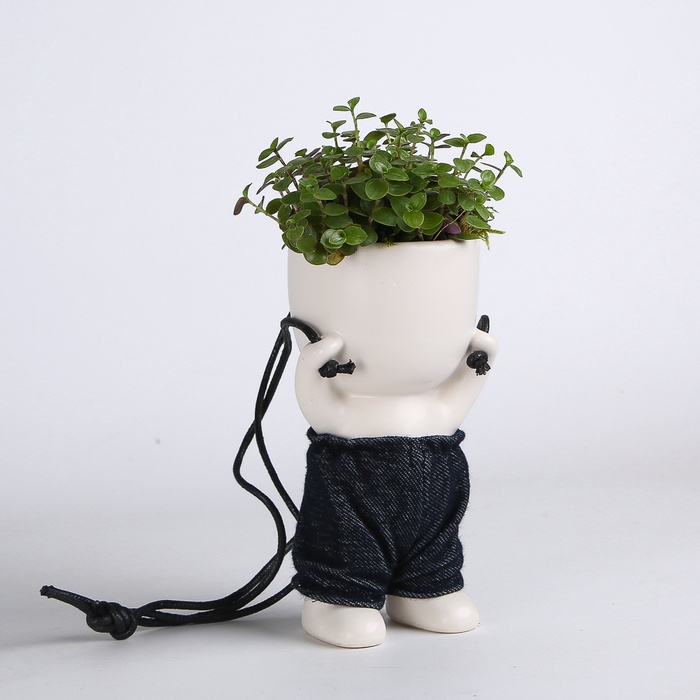 Рослини мікс у керамічному кашпо