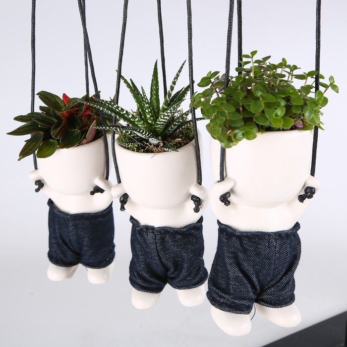 Рослини мікс у керамічному кашпо