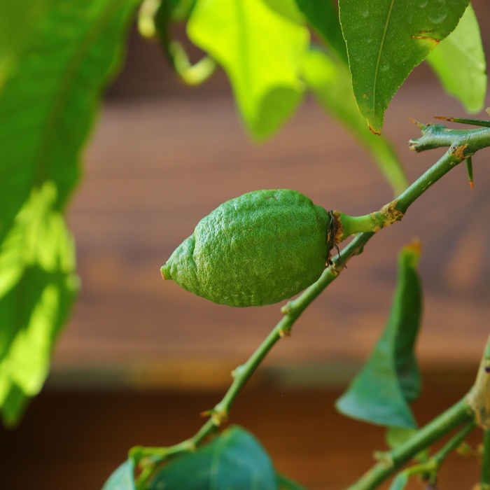 Лимон в горщику, L