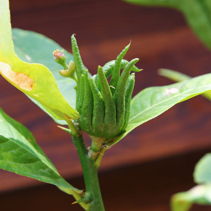 Цитрус Рука Будды в горшке