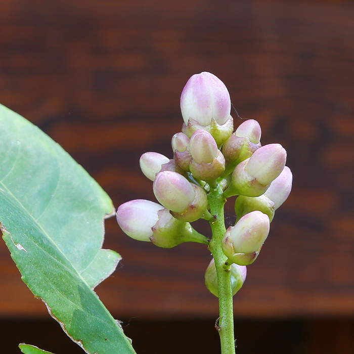 Цитрус Рука Будды в горшке