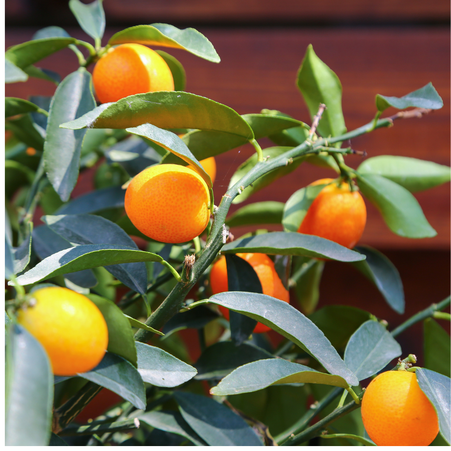 Цитрусовое дерево в горшке, M