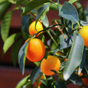 Цитрусовое дерево в горшке, M