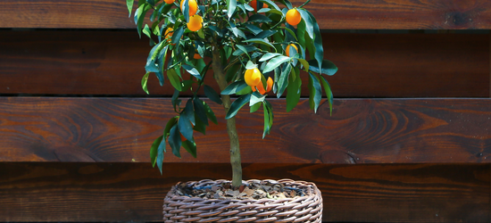 Акция на цитрусовые растения