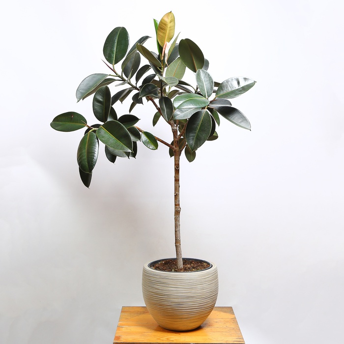 Фікус Еластика Абіджан у горщику, XL