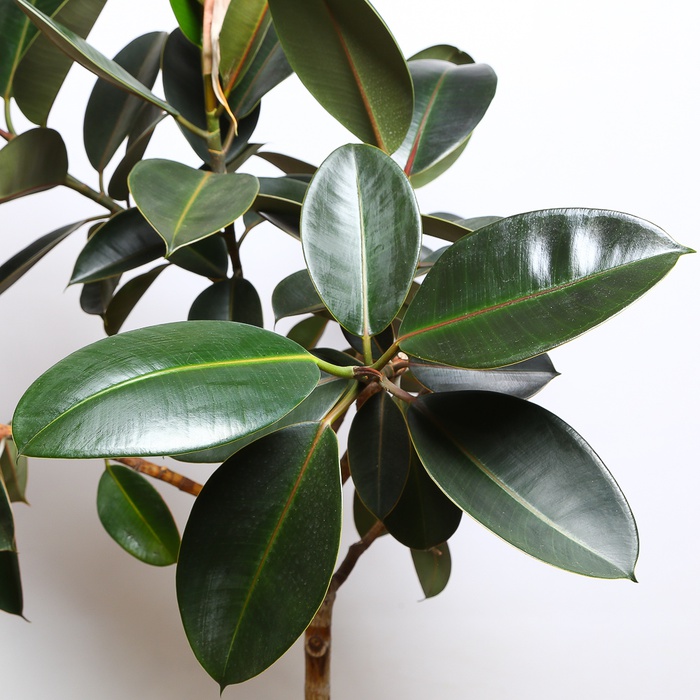 Фікус Еластика Абіджан у горщику, XL