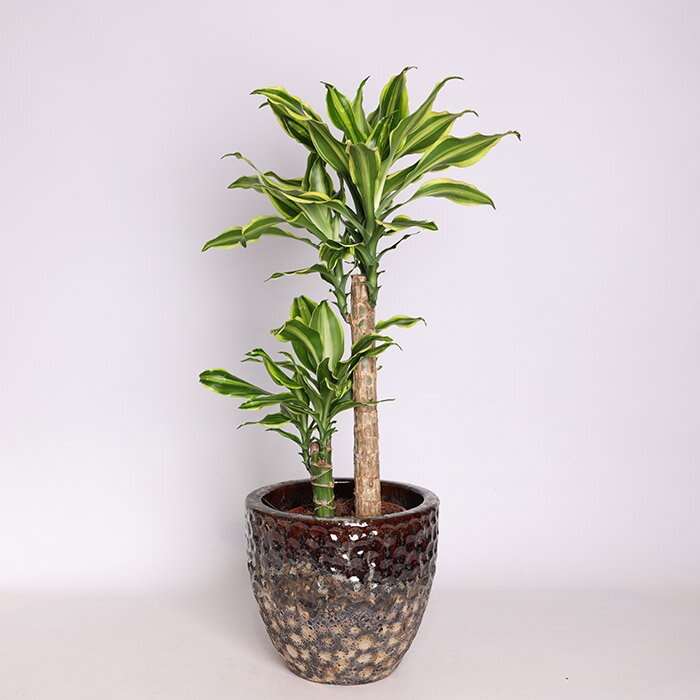 Драцена Golden Queen в горшке