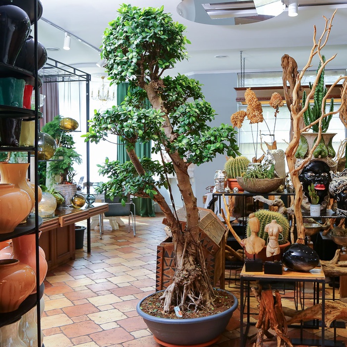 Фикус бонсай Ginseng в горшке