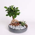 Фікус бонсай Ginseng в кашпо, S