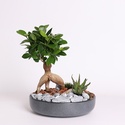 Фікус бонсай Ginseng в кашпо, S
