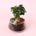 Фикус бонсай Ginseng в кашпо, XS