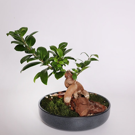 Фікус бонсай Ginseng в кашпо, XS