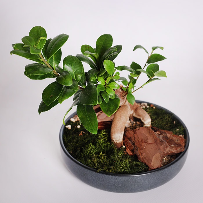 Фікус бонсай Ginseng в кашпо, XS