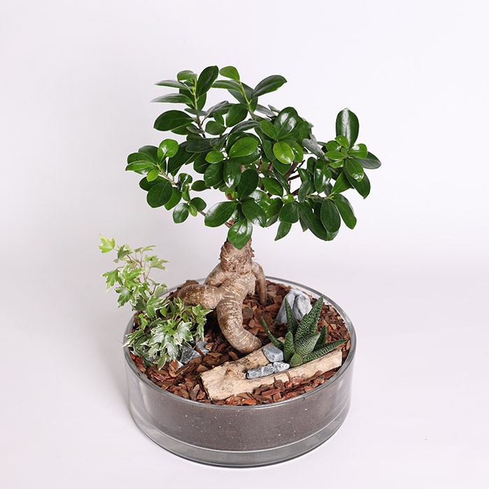 Фикус бонсай Ginseng в кашпо, М