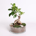 Фикус бонсай Ginseng в кашпо, М